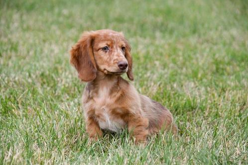 Langharige Teckel pup te koop, Dieren en Toebehoren, Honden | Teckels en Dashonden, Reu, Langhaar, Dwerg, Fokker | Professioneel