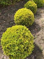 buxus sempervirens, Tuin en Terras, Ophalen, Bloeit niet, Vaste plant, Overige soorten