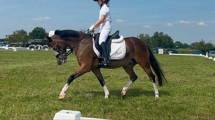 Super brave b-pony!, Dieren en Toebehoren, Pony's, B, B pony (1.17m tot 1.27m), Dressuurpony, 11 jaar of ouder, Met stamboom, Gechipt