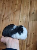 Boucle d'oreille suspendue en forme de nain hollandais Super