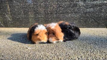 CH teddy cavia's ( 1 beertje nog beschikbaar), Cobaye