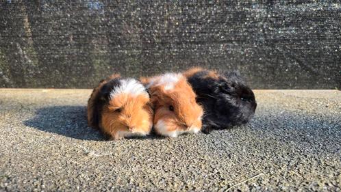 CH teddy cavia's ( 1 beertje nog beschikbaar), Dieren en Toebehoren, Knaagdieren, Cavia