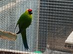 je cherche – la Perruche Cornue mâle 2023-2024, Animaux & Accessoires, Oiseaux | Perruches & Perroquets, Perruche