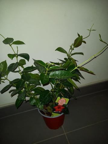 Mooie plant Dipladenia Mandeville rood wegens plaatsgebrek beschikbaar voor biedingen