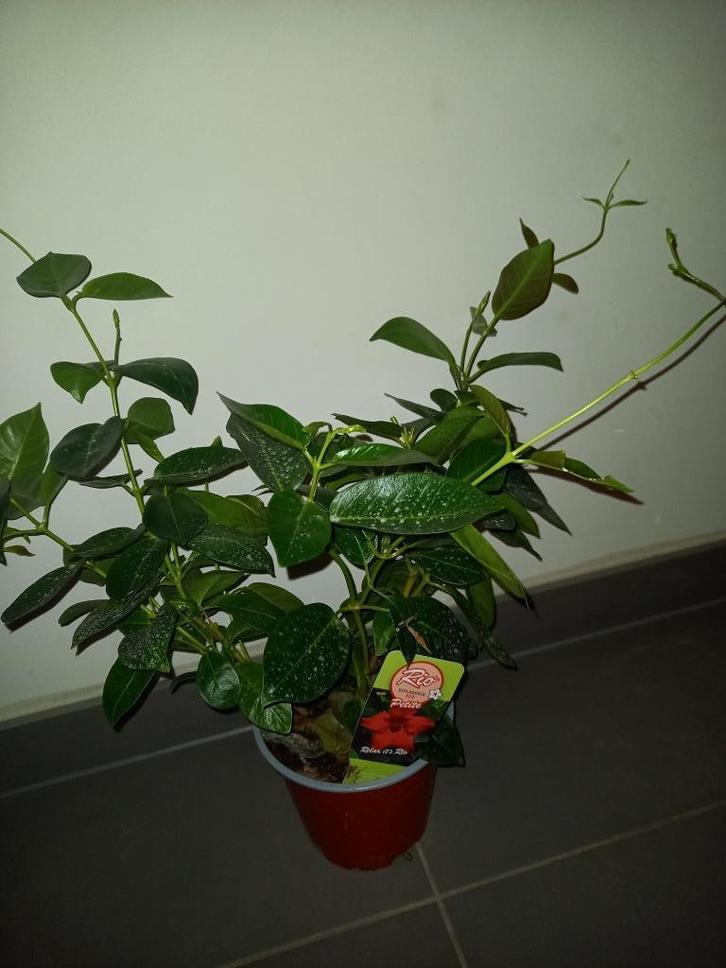 Mooie plant Dipladenia Mandeville rood wegens plaatsgebrek, Tuin en Terras, Planten | Tuinplanten, Ophalen