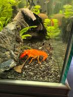 Ecrevisse eau douce, Animaux & Accessoires