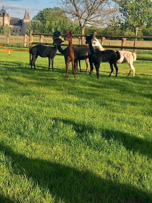 Scheren van schapen, alpaca's en lama's, Dieren en Toebehoren, Overige Dieren