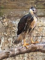 Woestijnbuizerd x Roodstaartbuizerd, Geslacht onbekend, Roofvogel
