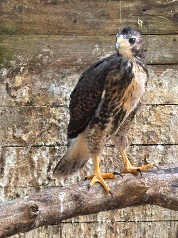 Woestijnbuizerd x Roodstaartbuizerd, Sexe inconnu, Oiseau de proie