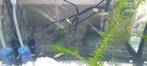 Aquarium met guppen, Dieren en Toebehoren, Zoetwatervis