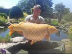 Baby koi van 92 cm karashigoi, Dieren en Toebehoren, Vissen | Vijvervissen, Karper of Koi