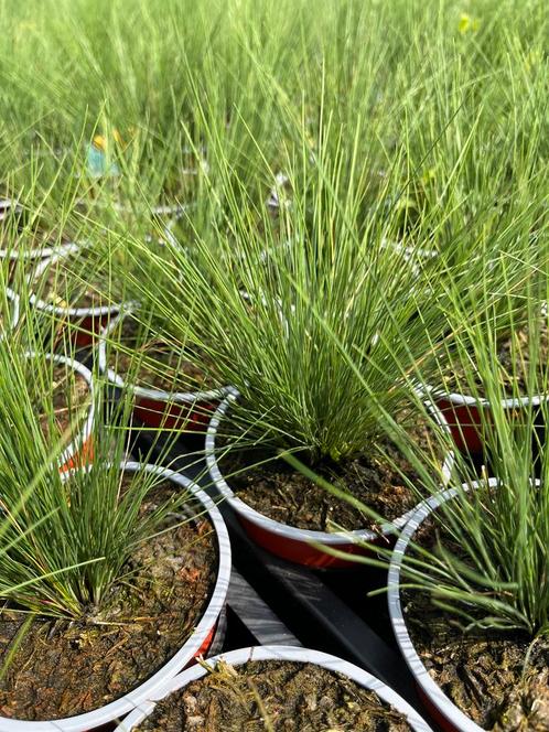 Festuca amethystina P10,5cm, Tuin en Terras, Planten | Tuinplanten, Vaste plant, Siergrassen, Ophalen