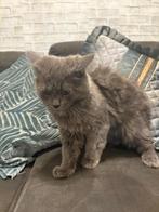 Brits kitten, Chat, Avec pedigree, 0 à 2 ans