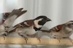 Gezocht! Kaapse mussen, Dieren en Toebehoren, Vogels | Overige Vogels, Meerdere dieren, Tropenvogel, Geringd