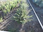 Taxus baccata {Promotie!!!}, Enlèvement, Taxus, Haie, Moins de 100 cm