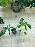 Philodendron Florida Beauty, Huis en Inrichting, Kamerplanten, Ophalen