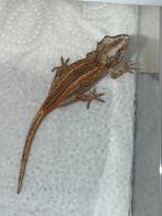 Gargoyle orange stripe, Dieren en Toebehoren