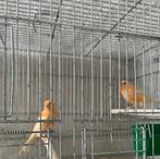 Kanaries mannen te koop, Dieren en Toebehoren, Mannelijk