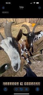 3 gratis makke dwerggeitjes (gratis), Dieren en Toebehoren, Meerdere dieren