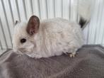 Ebony white angora en blue diamond chinchilla meisjes, Animaux & Accessoires, Rongeurs, Chinchilla