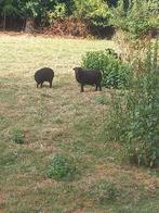 Ouessant schaap, Dieren en Toebehoren, Schaap