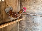 Olive egger, Dieren en Toebehoren, Pluimvee