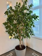 Ficus benjamina, Ophalen