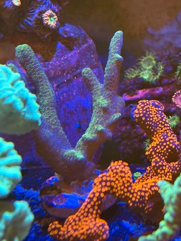 Groene montipora digitata(baby blue polyp) beschikbaar voor biedingen