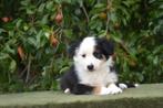 Prachtige Border Collie pup, Animaux & Accessoires, Chiens | Bergers & Bouviers, Colley, Plusieurs, Parvovirose, Belgique