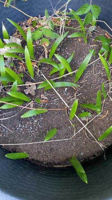 Trachycarpus Fortunei X Nianitial zaailingen beschikbaar voor biedingen