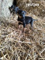 Schattige Dwerg Pincher Pups, Dieren en Toebehoren, België, Overige rassen, CDV (hondenziekte), 8 tot 15 weken