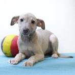 Italiaanse Windhond - Belgisch pups te koop, België, CDV (hondenziekte), 8 tot 15 weken, Meerdere