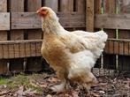 Jonge Brahma Lemon Hen, Dieren en Toebehoren, Vrouwelijk, Kip