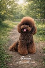 Toy poedel dekreu | 26cm | choco | FCI | volledig getest, 1 à 2 ans, Chien (mâle), Hépatite contagieuse (maladie de Rubarth), Belgique