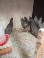 Kwartels, Animaux & Accessoires, Oiseaux | Oiseaux Autre