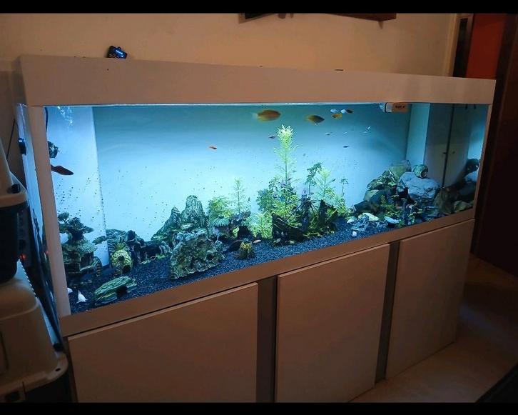 Aquarium, Dieren en Toebehoren, Vissen | Aquaria en Toebehoren, Nieuw, Ophalen