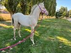 Uniek chamgagne merrie veulen, Dieren en Toebehoren, Paarden, Merrie, Minder dan 160 cm, Gechipt, Niet van toepassing