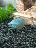 3 mooie gourami vissen, Dieren en Toebehoren, Vissen | Aquariumvissen