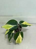Philodendron Rio, Enlèvement ou Envoi