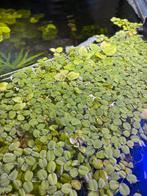 Salvinia Minima, Ophalen of Verzenden, Zo goed als nieuw, Plant(en), Steen of Hout