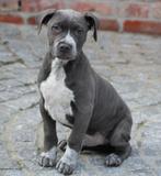Amerikaanse Stafford pups, Dieren en Toebehoren, België, CDV (hondenziekte), 8 tot 15 weken, American Staffordshire Terriër