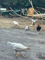 Haantjes te koop, Dieren en Toebehoren, Pluimvee, Mannelijk, Kip