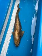 55 cm ghost koi, Dieren en Toebehoren, Vissen | Vijvervissen, Karper of Koi