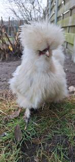 USA zijdehoender haantje, Dieren en Toebehoren, Pluimvee, Mannelijk, Kip