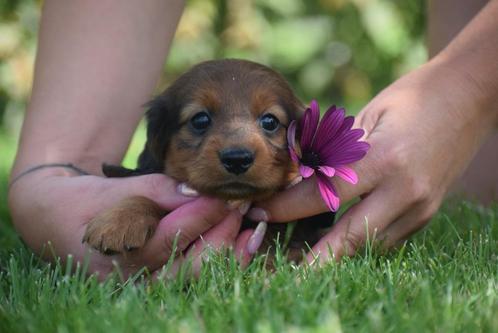 Teckel, nain, poil long, parents, tous deux présents, Animaux & Accessoires, Chiens | Teckels & Bassets, Plusieurs animaux, Poils longs