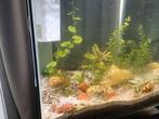 Baby guppy's, Dieren en Toebehoren, Vis, Zoetwatervis