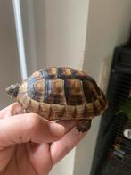 Landschildpad 3 jaar, Schildpad