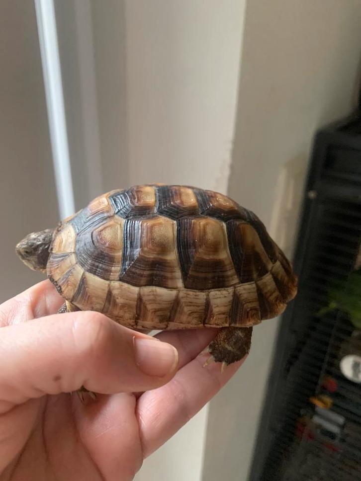 Landschildpad 3 jaar, Dieren en Toebehoren, Reptielen en Amfibieën, Schildpad