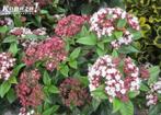 Viburnum et rhododendron, Jardin & Terrasse, Plantes | Arbustes & Haies, Enlèvement ou Envoi, Rhododendron, Arbuste