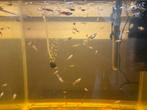 Guppies 25 cent per stuk, Ophalen, Gebruikt